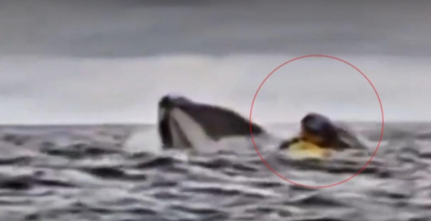 Ballena jorobada tragó y escupió a joven que navegaba en kayak: impresionante video