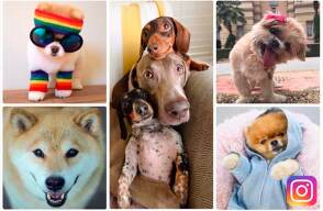 insta_dogs.jpg