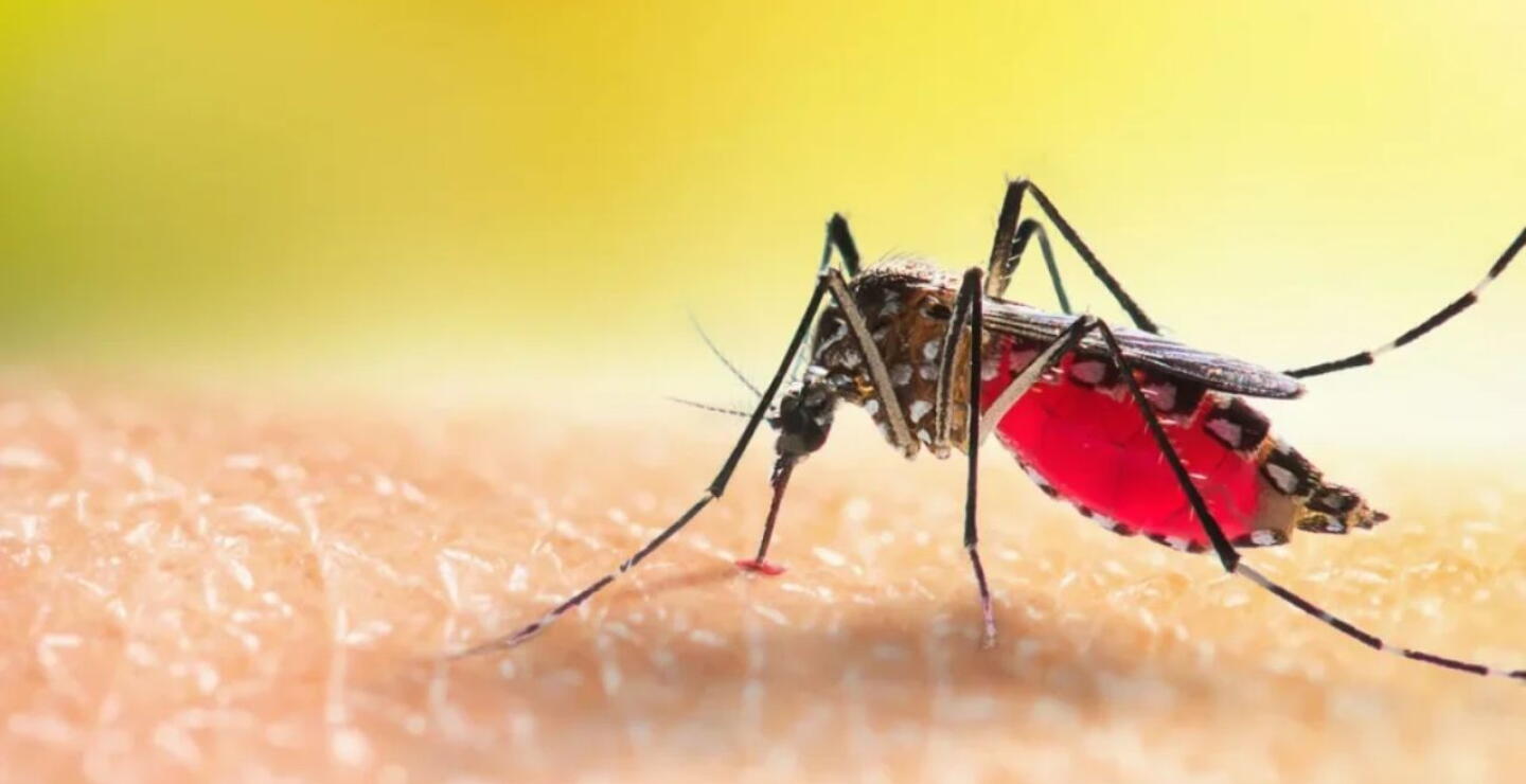 Dengue