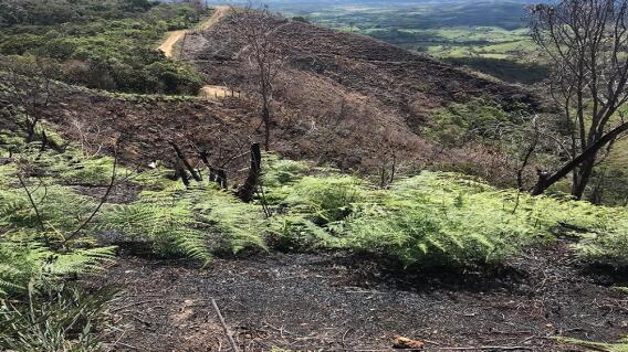 366867_BLU Radio. Cultivos Quemados Oiba / Foto:Suministrada
