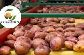 Bajó el precio de la papa para este 25 de abril: esto cuesta hoy, según Corabastos