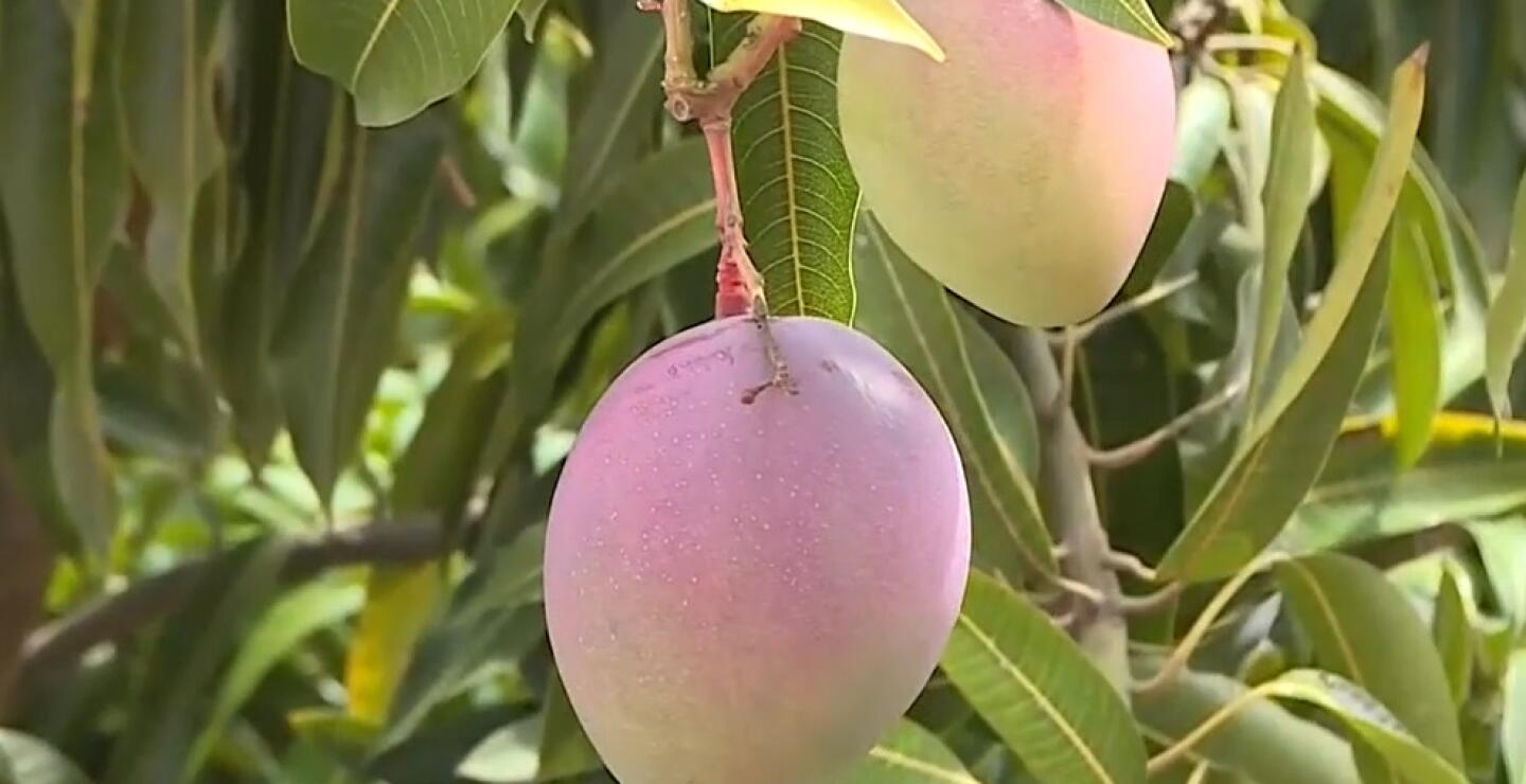 Estados Unidos dio luz verde a exportación de mango colombiano