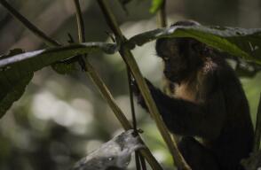 Bosques de Colombia Bosques de Colombia