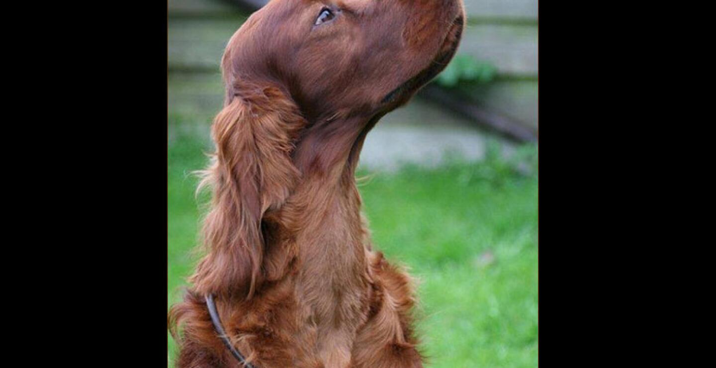 Los dueños de un setter irlandés que murió envenenado luego de comer trozos de carne cosidos con veneno en el interior durante la principal exhibición canina de Inglaterra están consternados por el suceso, pero dijeron el lunes que no creen que algún c