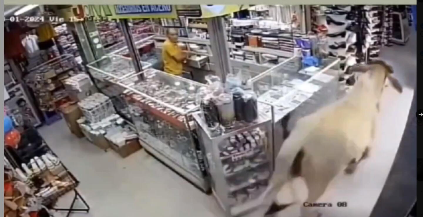 Una vaca desata el caos en el centro Sincelejo: se metió en varios locales 