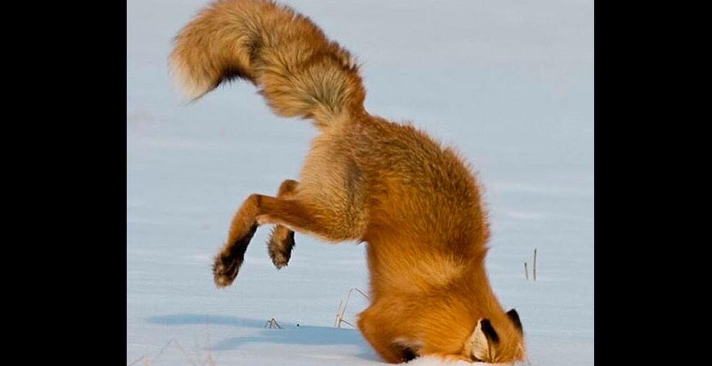 Algo que no se ve todos los días. Un zorro rojo zambulle su cabeza primero en la nieve en el refugio natural Kanuti, en Alaska.