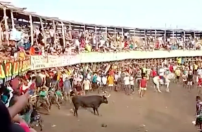 Corralejas en Colombia: animalistas piden regulación debido a tragedia en El Espinal Corralejas en Colombia: animalistas piden regulación debido a tragedia en El Espinal