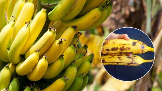 Cómo mantener los bananos frescos por más tiempo sin que se pongan negros tan rápido
