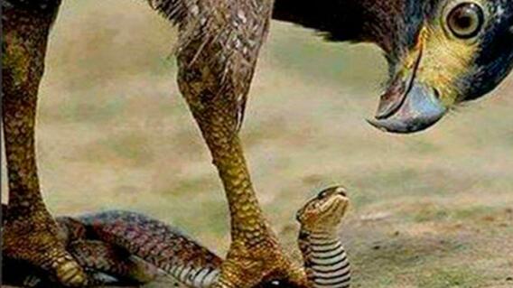 aguilasnake.jpg aguilasnake.jpg