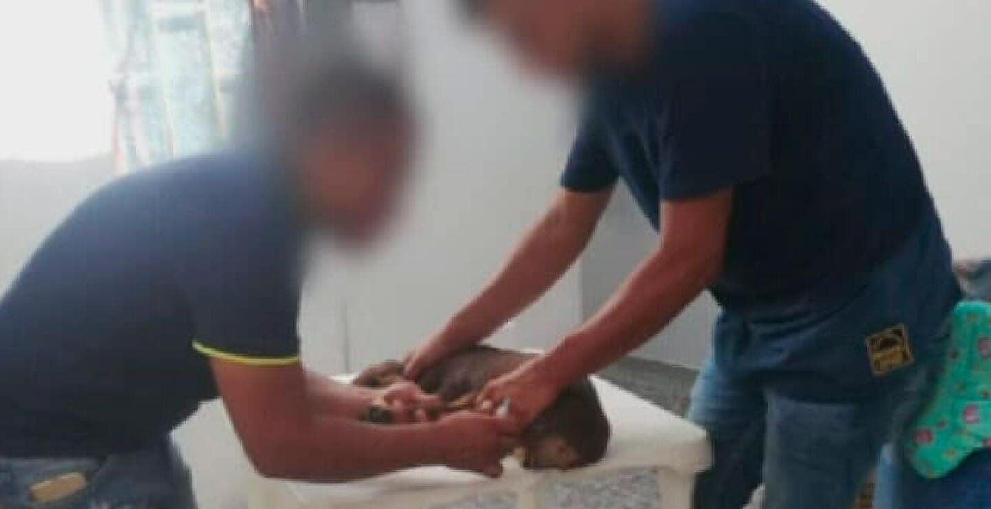falsosveterinarios_0.jpg