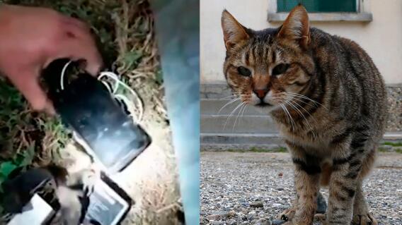 304451_BLU Radio. Gati Tico / Foto: Ministerio de Justicia Costa Rica / AFP.