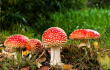15340_La Kalle - Hongos - Foto referencia: Pixabay
