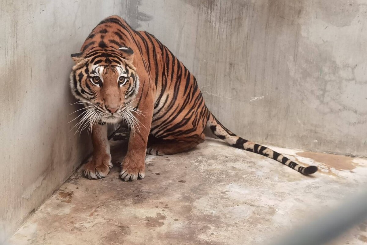 Tigres