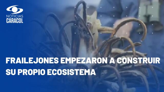 Pese a incendios forestales, frailejones siguen vivos en el Páramo de Berlín Pese a incendios forestales, frailejones siguen vivos en el Páramo de Berlín