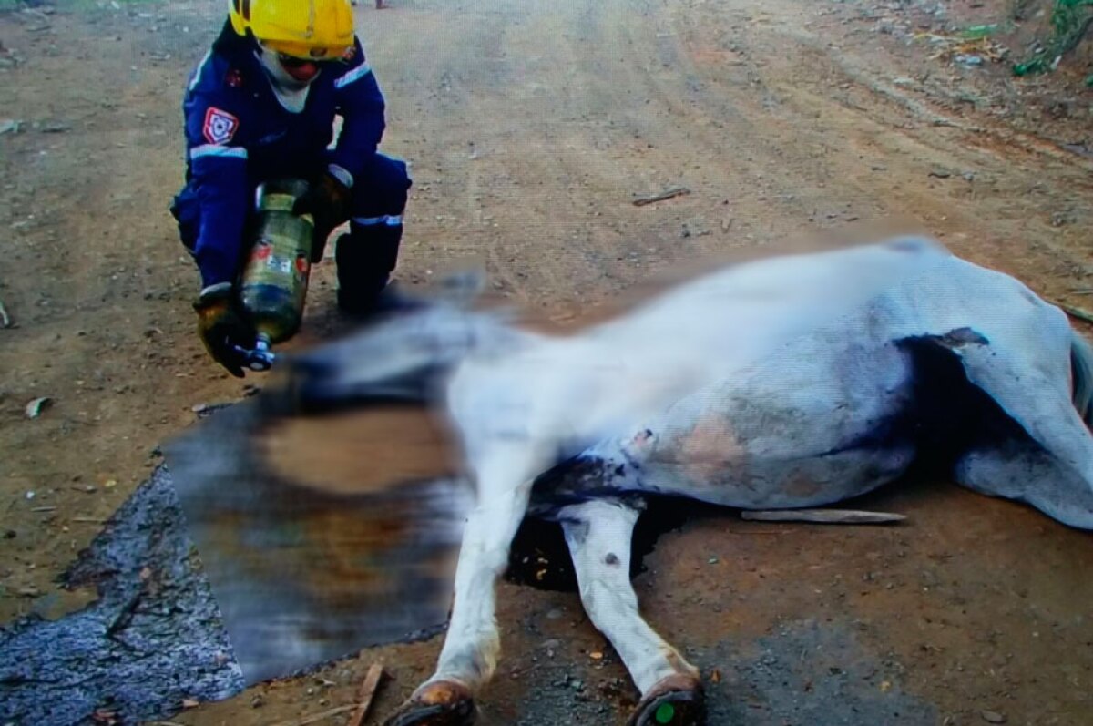 equino-muerto-incendio.jpg
