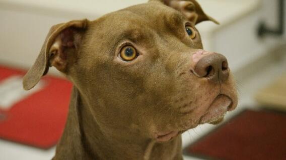 pitbull_mascota.jpg pitbull_mascota.jpg
