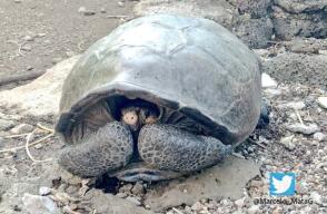 tortuga640.jpg