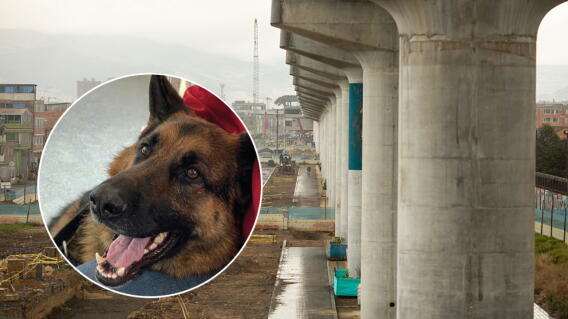 Metro de Bogotá será pet friendly: Hashi fue presentado como el primer perro en subir a la Línea 1