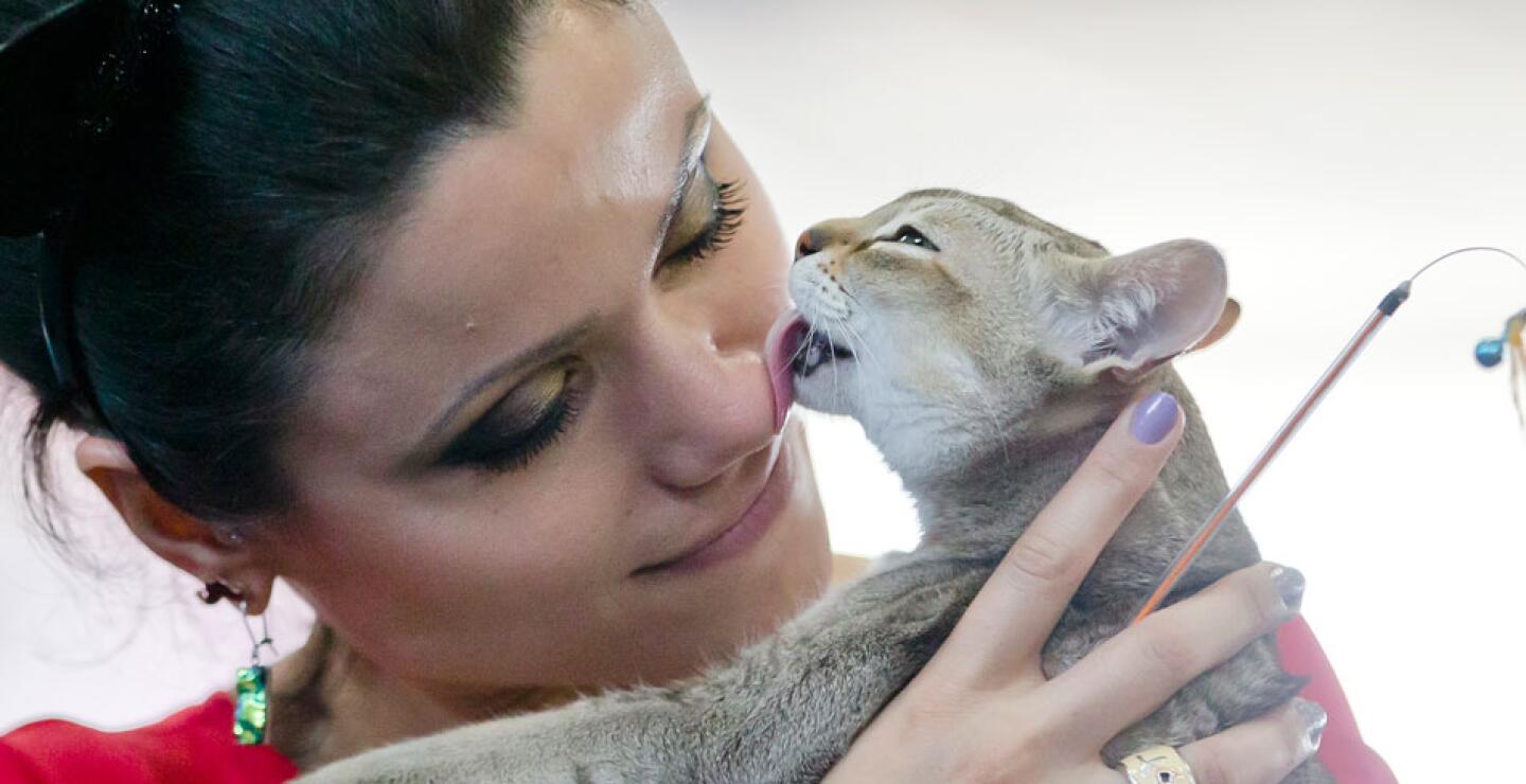 gato6_0.jpg