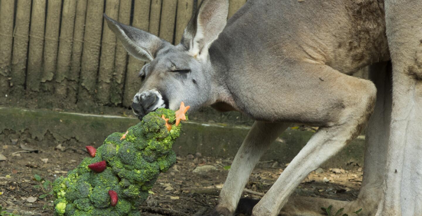 275586_Foto: Zoólogico de Cali