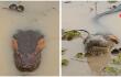 Gigantesca anaconda es grabada en río de Colombia: “Qué belleza”