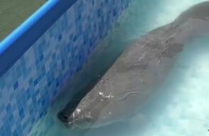 Manatí bebé rescatado 