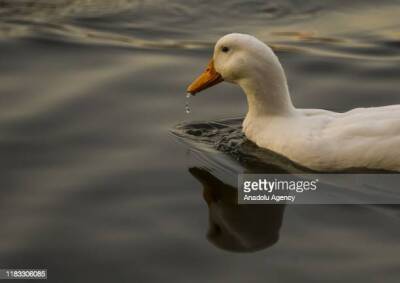 Pato