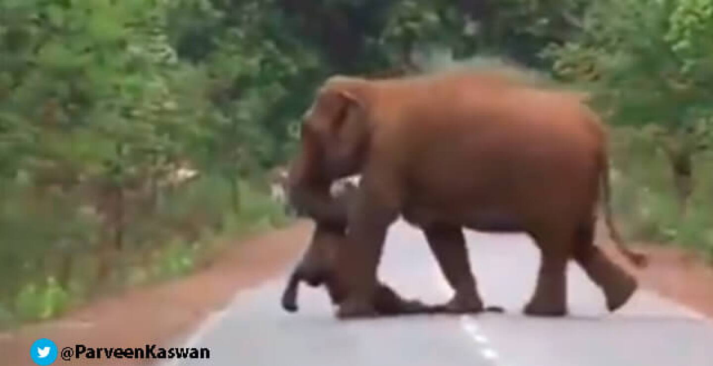 lmt-funeral-elefante.jpg