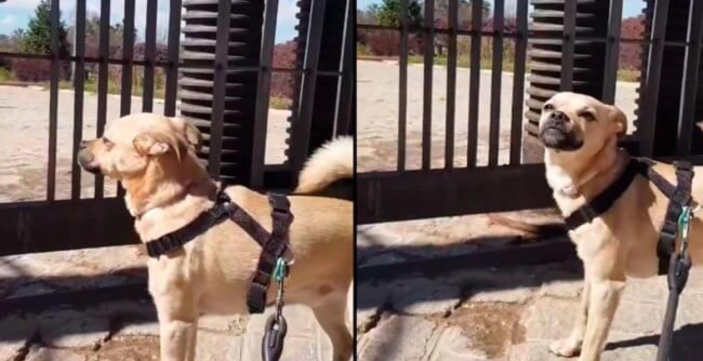 perro_espana_coronavirus.jpg