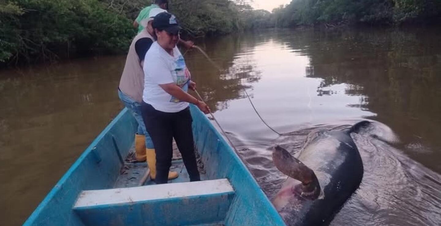 Otro manatí muerto en caño San Silvestre de Barrancabermeja.jpg