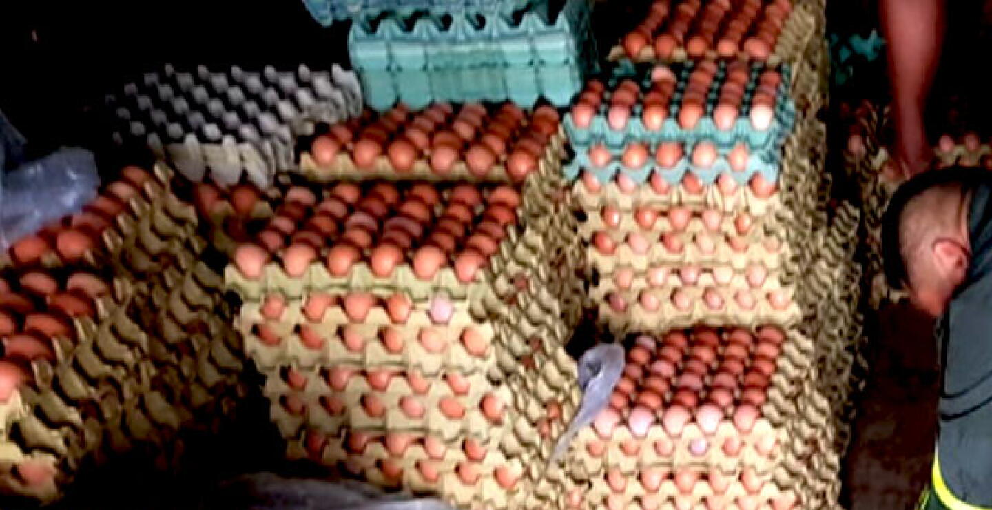panales_de_huevos.jpg