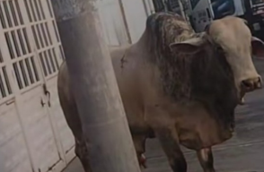 Toro que escapó en Bogotá