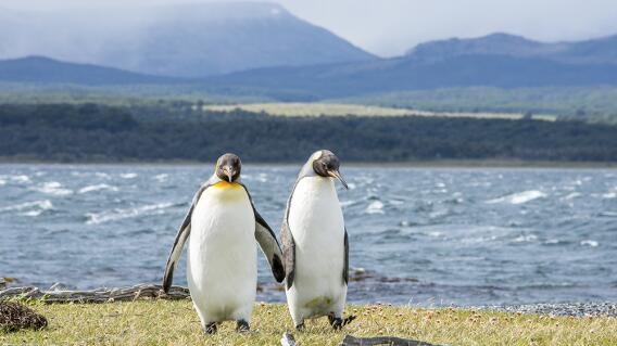 17318_La Kalle. Pareja de pingüinos gay / Foto de referencia: Getty Images 17318_La Kalle. Pareja de pingüinos gay / Foto de referencia: Getty Images
