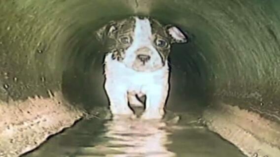 El heroico rescate de la perrita quedó captado en video El heroico rescate de la perrita quedó captado en video