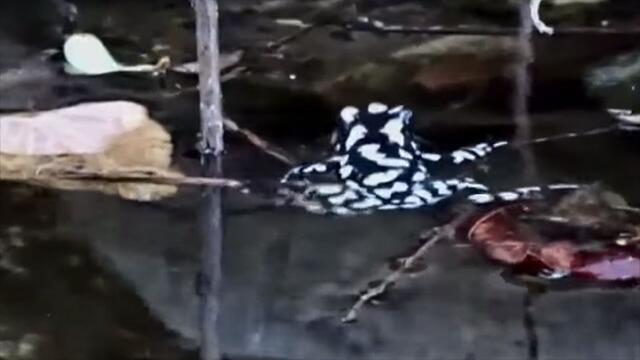 “Estaba perdida”: en Cesar, avistan especie de rana arlequín que se creía extinta