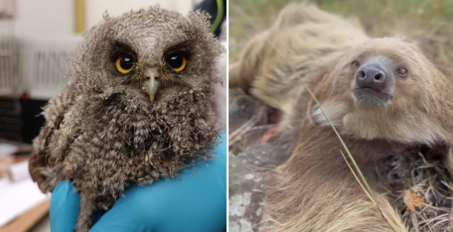 Animales silvestres volvieron a su hábitat en Cundinamarca: loros, perezosos y zarigüeyas