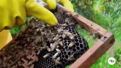 abejas.png