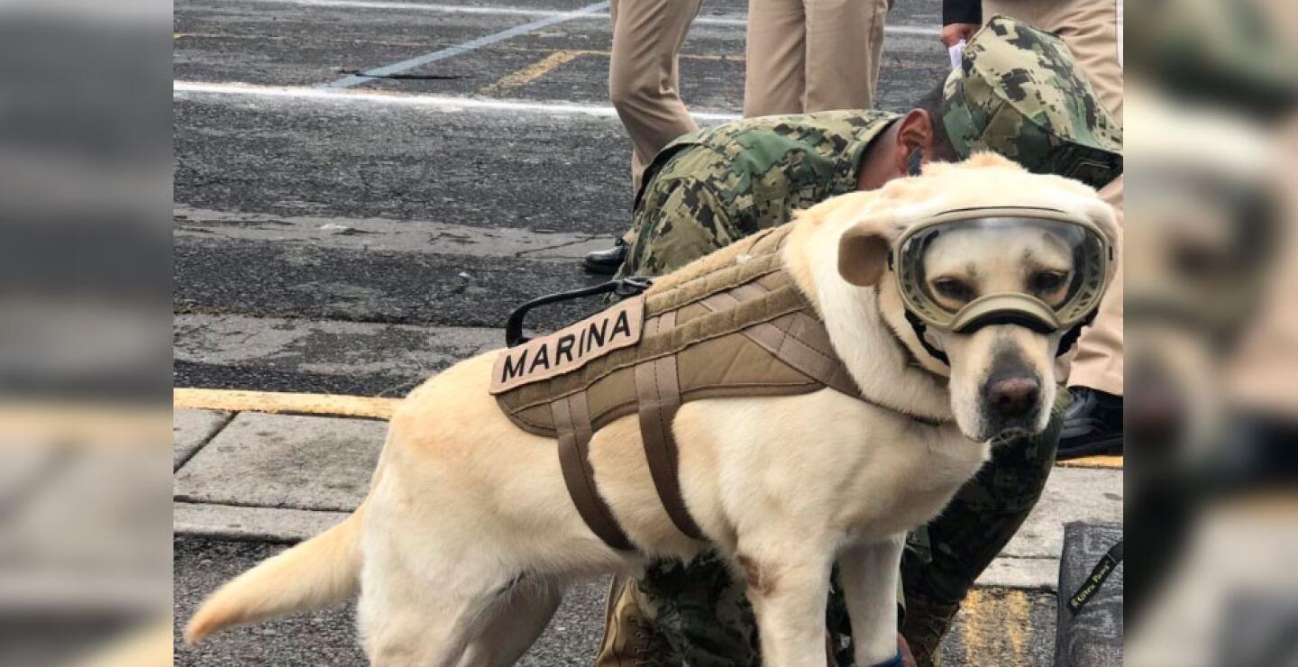 Esta es Frida, una perrita entrenada por la Marina Mexicana que se ha unido a las labores de rescate.