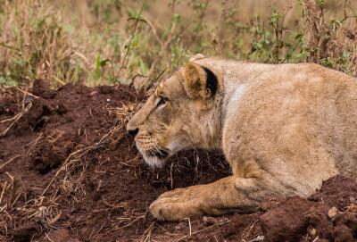 Leonas mataron a guía en Sudáfrica y las sacrificaron