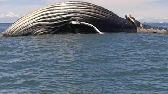 291706_Blu Radio / Encuentran una ballena jorobada muerta en una playa de Buenaventura / Foto: Cortesía