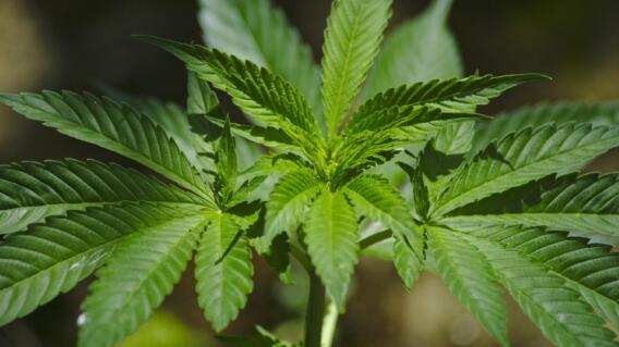 25175_Los cannabinoides pueden producir estrés neuronal y falta de interacción social - Foto Pixabay 25175_Los cannabinoides pueden producir estrés neuronal y falta de interacción social - Foto Pixabay