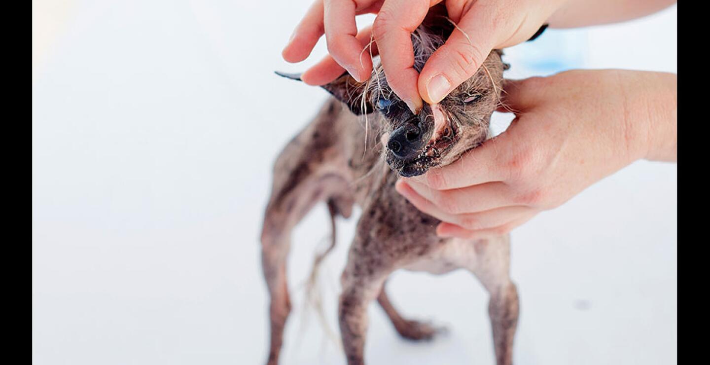 La biografía lee: "Mi aspecto puede ser un poco inquietante (he visto a hombres adultos treparse al techo de sus autos para alejarse de mí porque creen que soy una hiena o un demonio de Tasmania), pero cuando me conocen los seduzco con mi personal