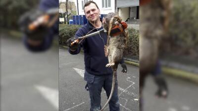 Rata gigante fue encontrada cerca de un parque infantil