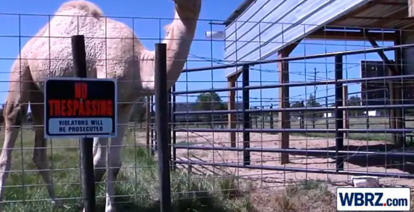 camel_0.jpg