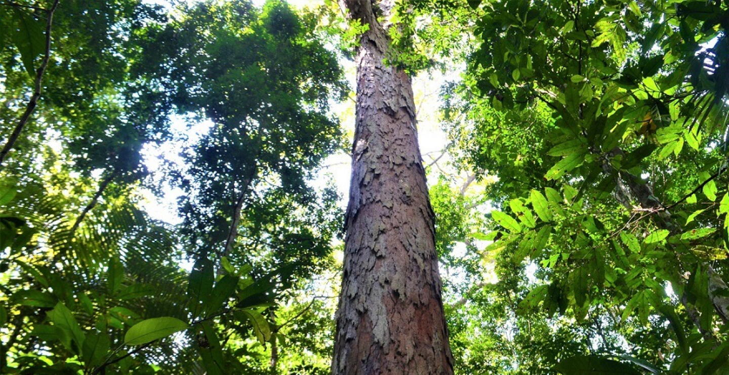 Árbol/ Bosque 