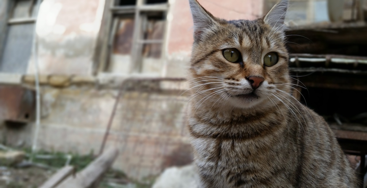 Gato