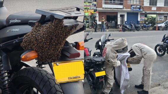 Abejas en motocicleta de Barbosa.JPG