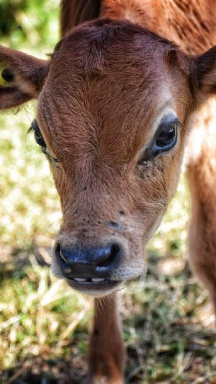 Nació un ternero con ‘cabeza humana’ y causó revuelo en redes sociales: ¿a qué se debe su condición?