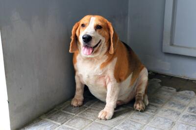 Cómo ayudar a tu mascota si sufre de obesidad. Cómo ayudar a tu mascota si sufre de obesidad.