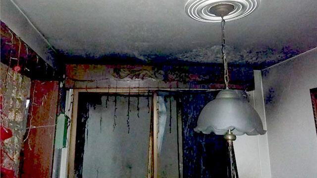 Mascota salvó a su familia de morir luego de que cayera un globo sobre su casa mientras dormían